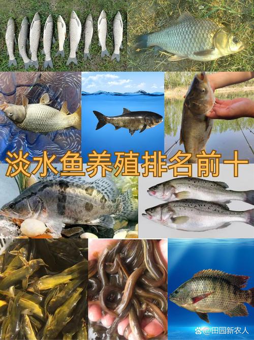 北方水产养殖品种有哪些?-图3 北方水产养殖品种有哪些?-图3