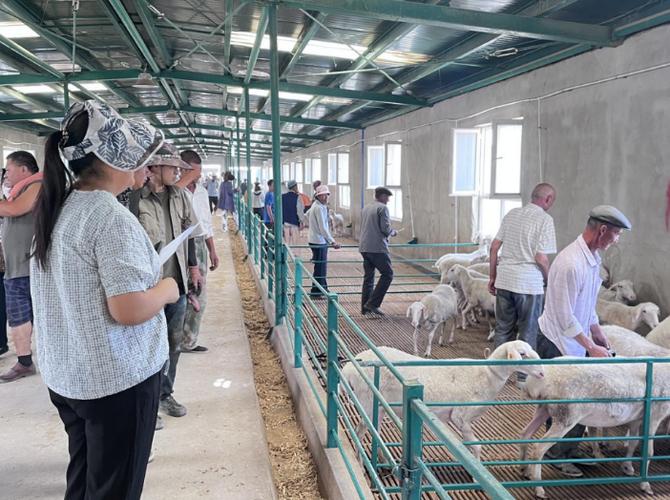 湖羊养殖技术培训视频，如何快速掌握核心技巧？-图1