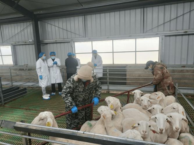 湖羊养殖技术培训视频，如何快速掌握核心技巧？-图3