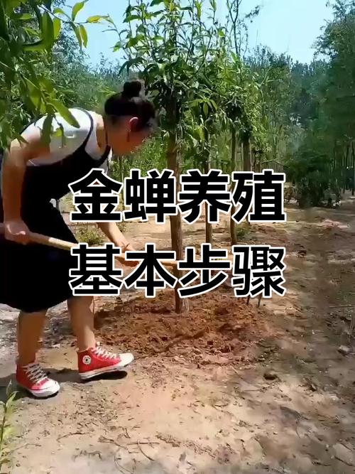 哪里有正规金蝉养殖技术培训？-图1