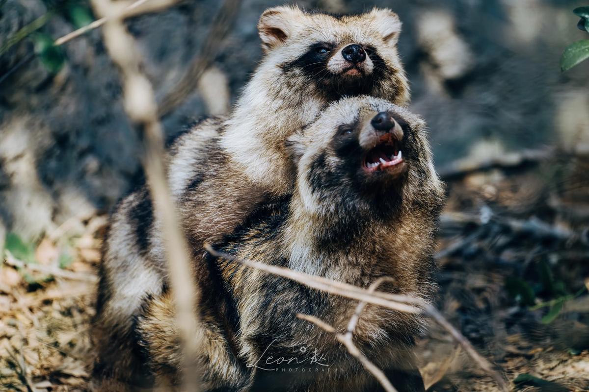 2025年貉子价格会涨还是跌？-图3