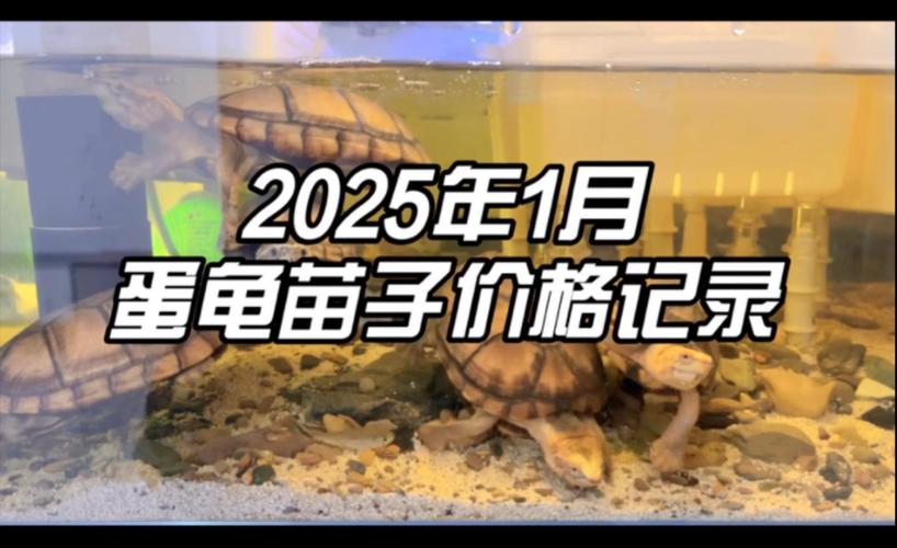 2025年商品龟价格会涨还是跌？-图3