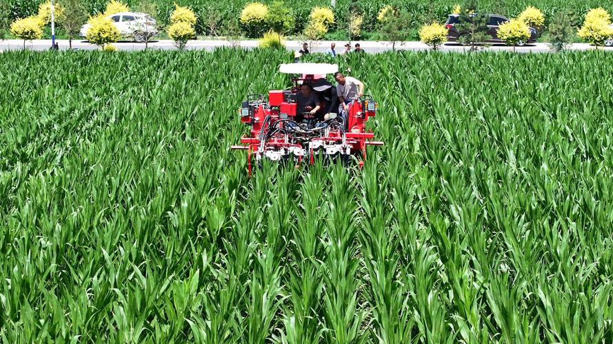 玉米种植高产技术视频有哪些关键点？-图2