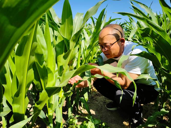 玉米种植高产技术视频有哪些关键点？-图3
