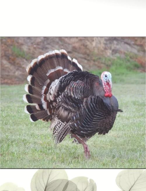 火鸡养殖哪个品种好养？-图2