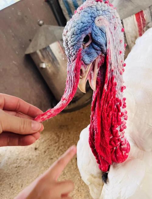 火鸡养殖哪个品种好养？-图3