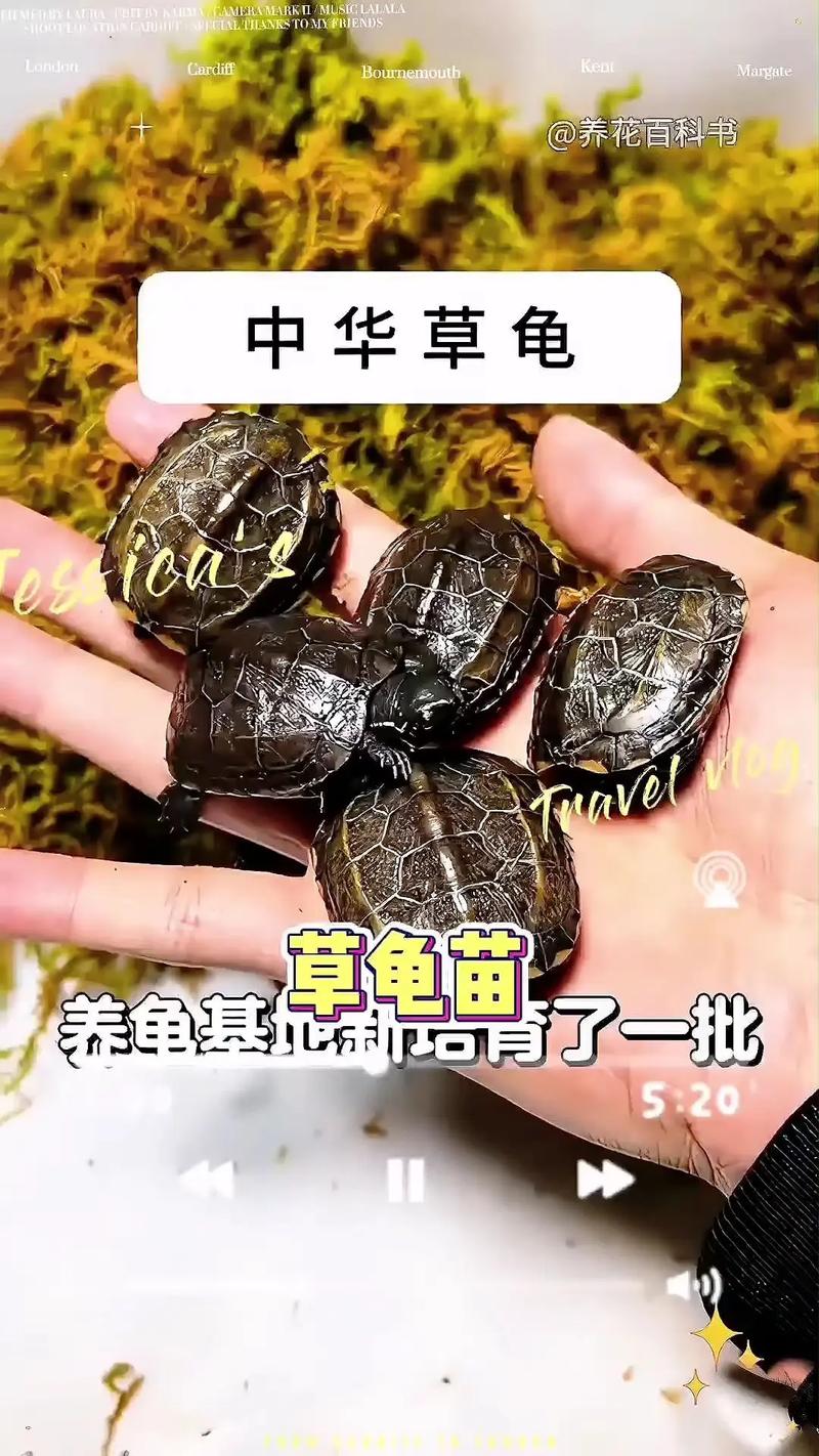 2025年草龟苗最新价格多少？-图2