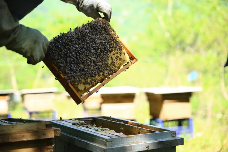 春天养蜂技术视频全集，如何系统学习？-图3