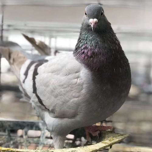 白羽王鸽哪个品种最好?-图1 白羽王鸽哪个品种最好?-图1
