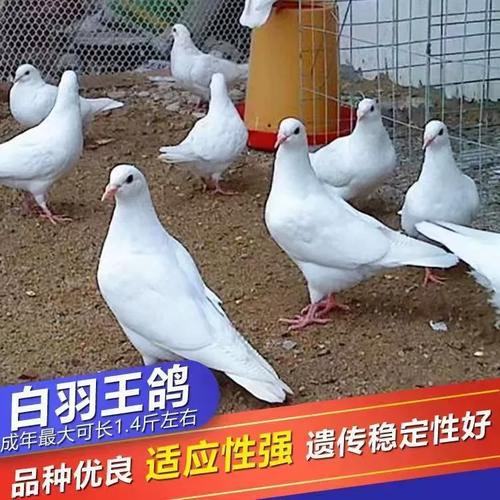 白羽王鸽哪个品种最好?-图2 白羽王鸽哪个品种最好?-图2