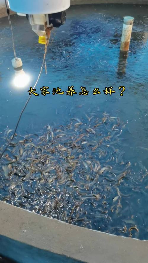 农广天地养鱼技术视频，新手能快速学会吗？-图3