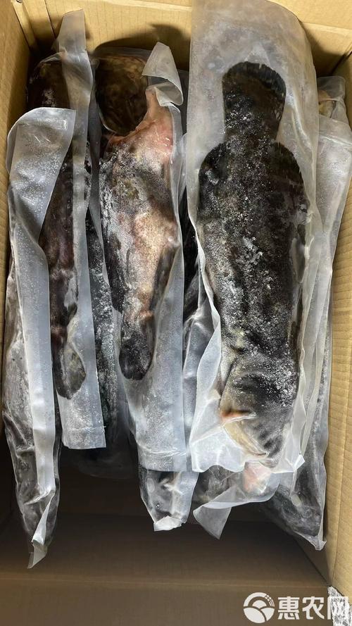 2025珍珠龙胆价格会涨还是会跌？-图2