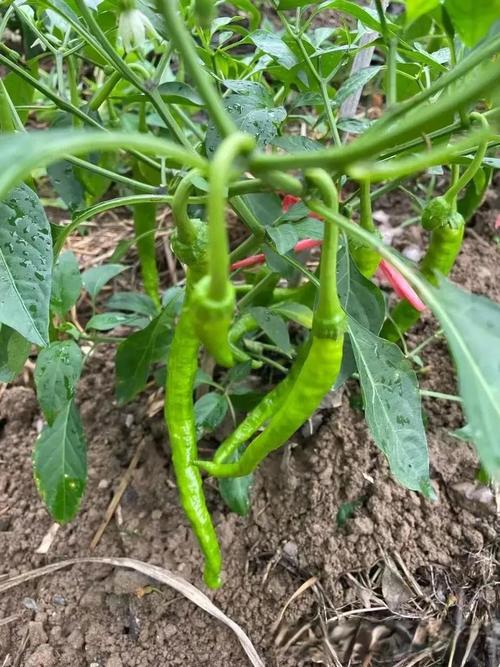 效益好?辣椒品种咋选?-图1 效益好?辣椒品种咋选?-图1