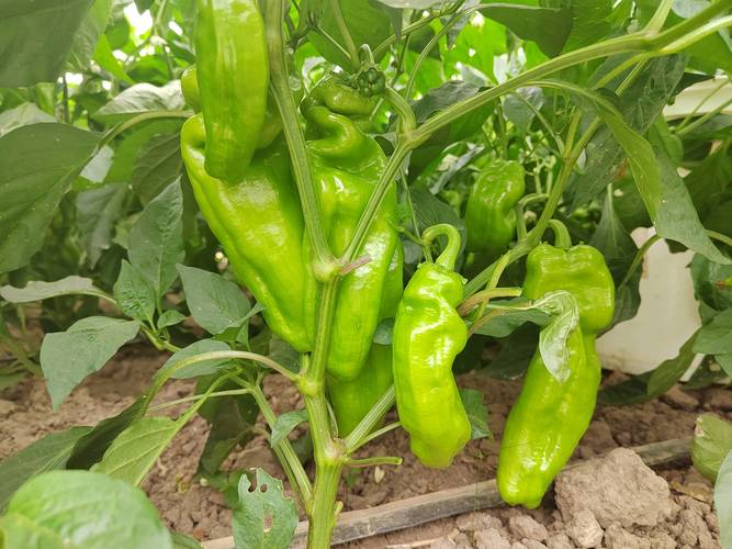 效益好？辣椒品种咋选？-图2