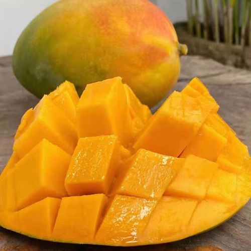 海南凯特芒果栽培技术有哪些关键要点？-图2