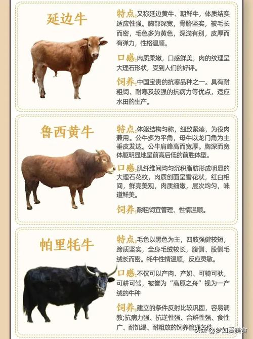 中国最好肉牛品种是哪个?-图2 中国最好肉牛品种是哪个?-图2