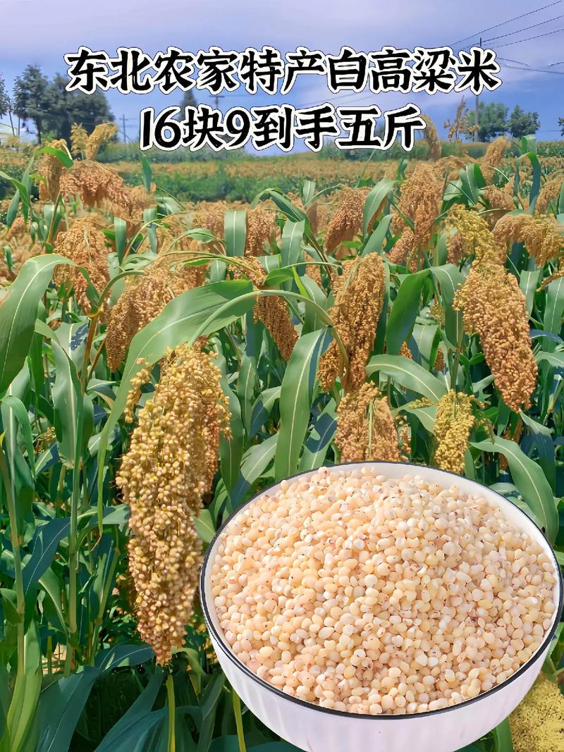 秋天种哪些粮食品种？-图3