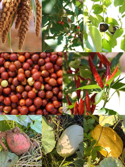 秋天种哪些粮食品种？-图1