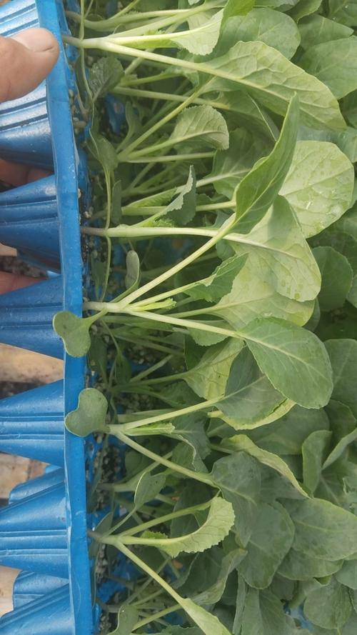 越冬有机菜花种植技术要点有哪些?-图3 越冬有机菜花种植技术要点有哪些?-图3