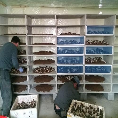 蜗牛养殖技术有限公司有何核心技术优势?-图1 蜗牛养殖技术有限公司有何核心技术优势?-图1