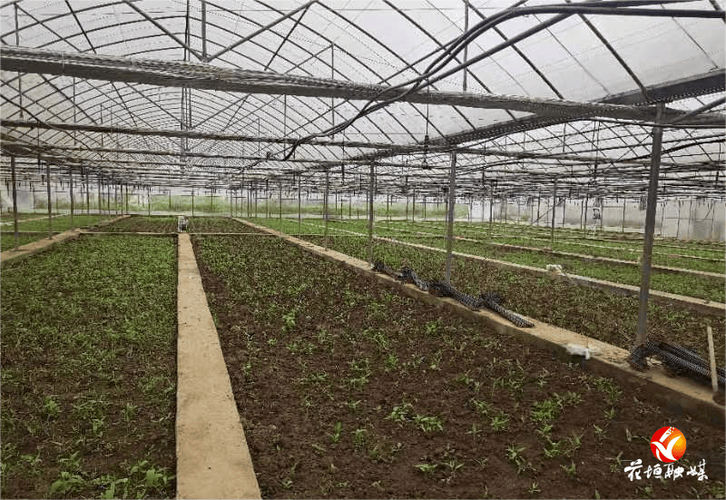 蜗牛养殖技术有限公司有何核心技术优势?-图2 蜗牛养殖技术有限公司有何核心技术优势?-图2