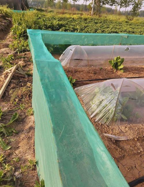 蜗牛养殖技术有限公司有何核心技术优势?-图3 蜗牛养殖技术有限公司有何核心技术优势?-图3