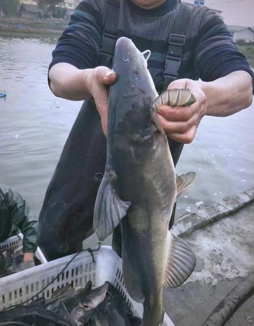 贵州江团鱼养殖技术关键要点有哪些?-图1 贵州江团鱼养殖技术关键要点有哪些?-图1