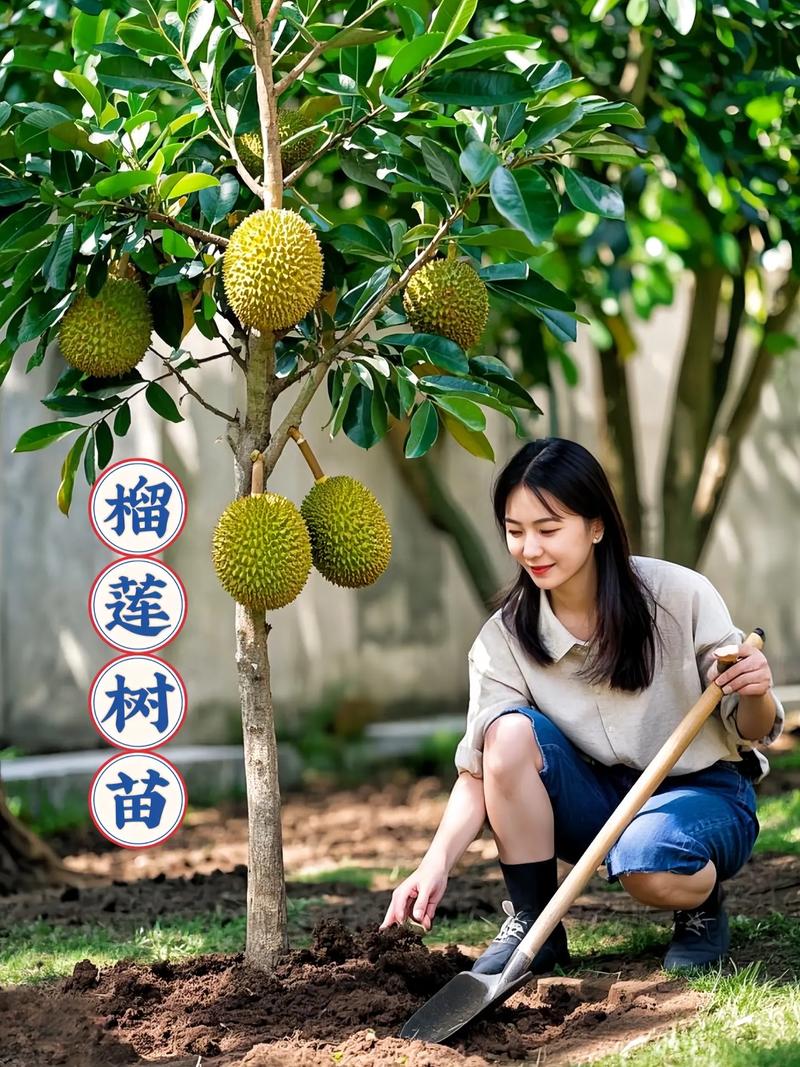 哪种榴莲品种种植效益最好?-图1 哪种榴莲品种种植效益最好?-图1