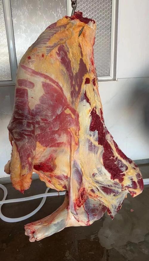 中国地方肉牛品种有哪些?-图2 中国地方肉牛品种有哪些?-图2