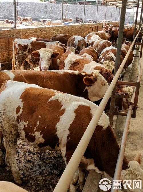 中国地方肉牛品种有哪些?-图3 中国地方肉牛品种有哪些?-图3