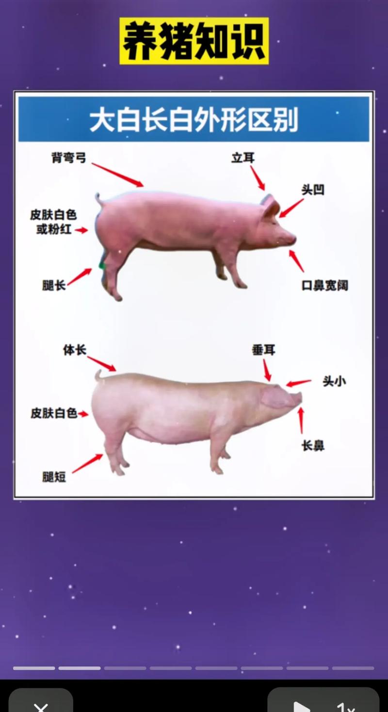 农广天地养猪技术有哪些核心要点？-图3