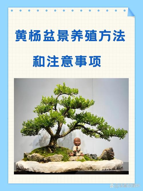 小叶黄杨栽植养护技术要点有哪些?-图3 小叶黄杨栽植养护技术要点有哪些?-图3