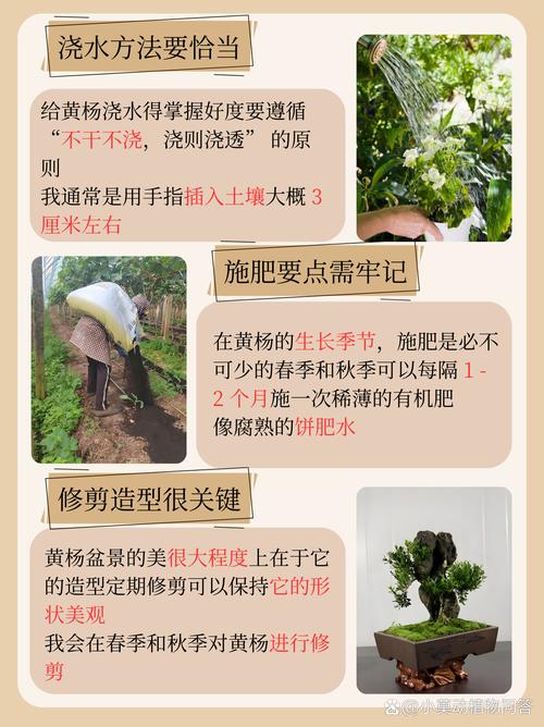 小叶黄杨栽植养护技术要点有哪些?-图1 小叶黄杨栽植养护技术要点有哪些?-图1