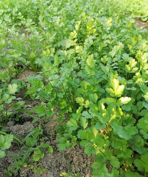 秋季香菜种植技术视频有哪些要点?-图1 秋季香菜种植技术视频有哪些要点?-图1