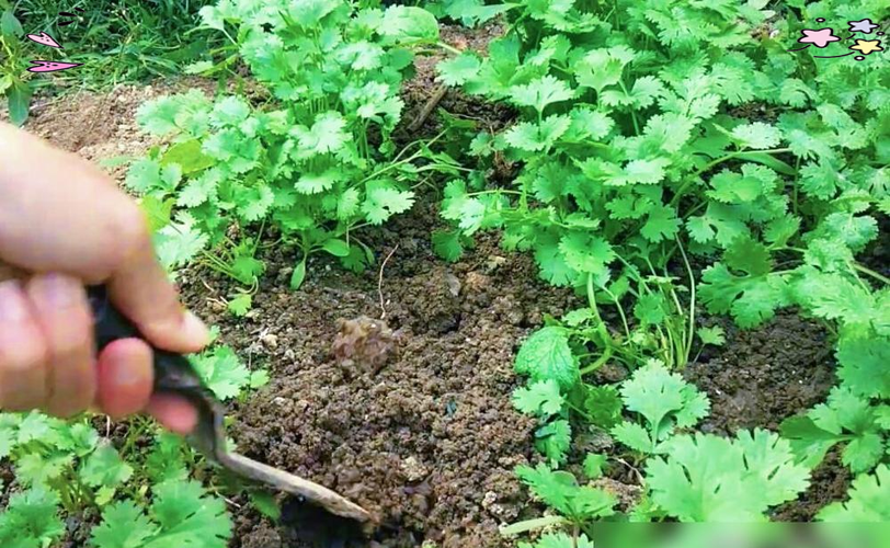 秋季香菜种植技术视频有哪些要点?-图3 秋季香菜种植技术视频有哪些要点?-图3
