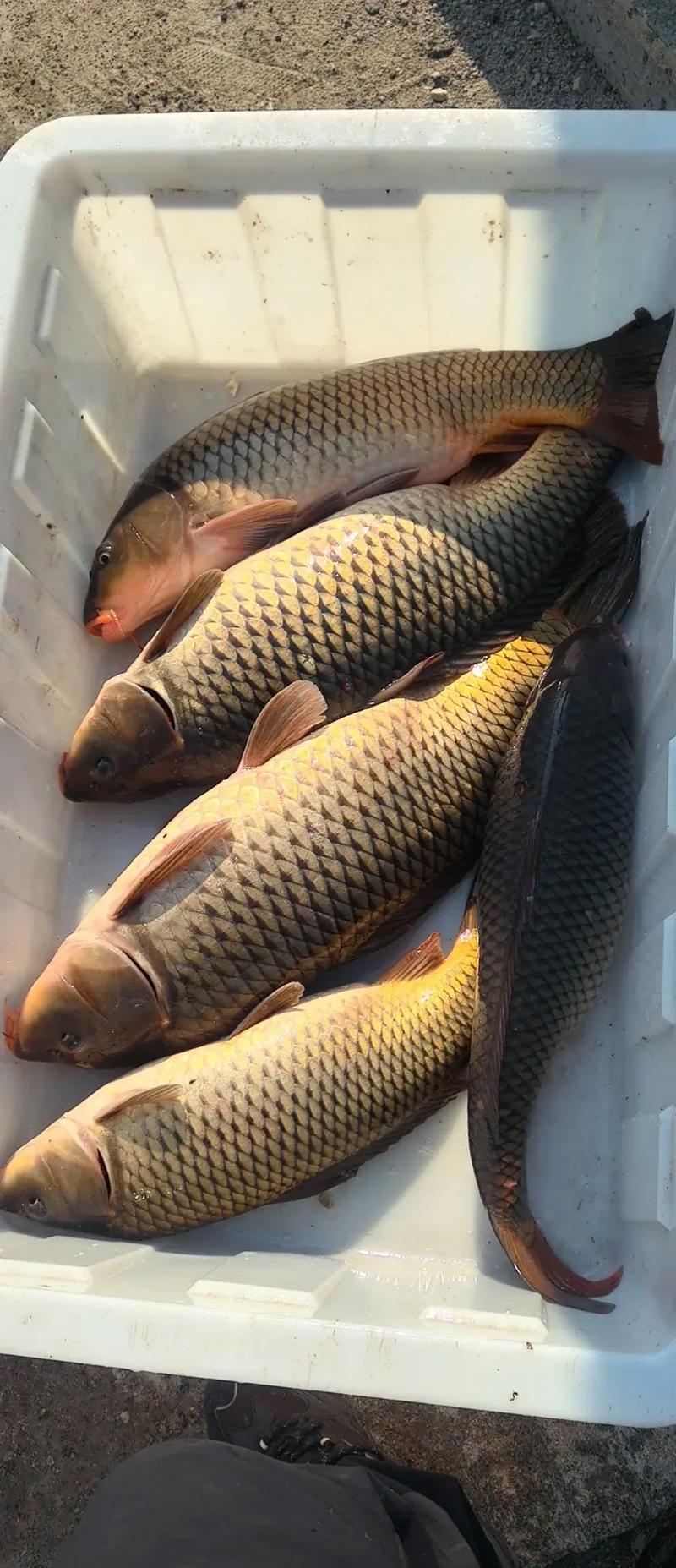 江苏养殖的鲤鱼品种有哪些?-图3 江苏养殖的鲤鱼品种有哪些?-图3