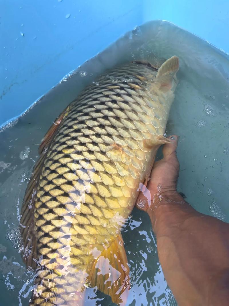 江苏养殖的鲤鱼品种有哪些?-图1 江苏养殖的鲤鱼品种有哪些?-图1