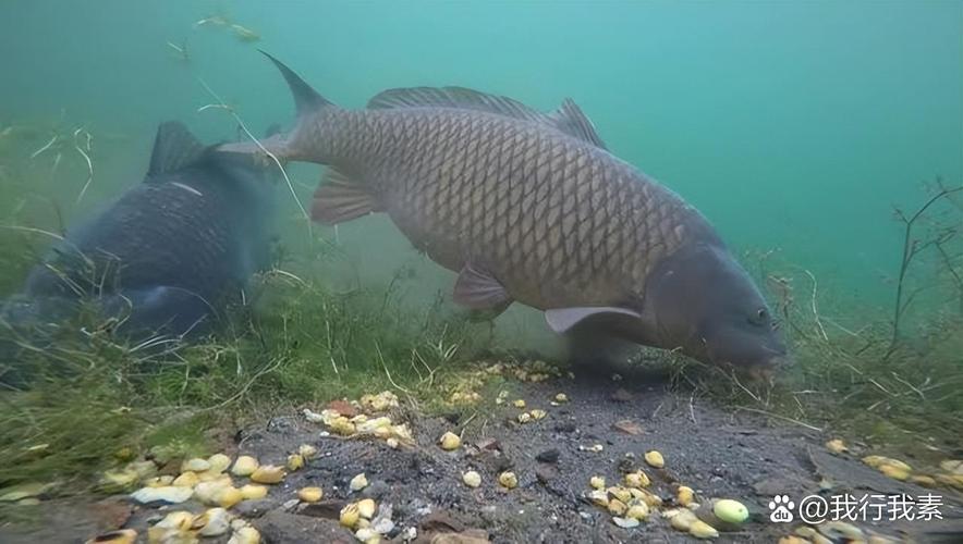 江苏养殖的鲤鱼品种有哪些?-图2 江苏养殖的鲤鱼品种有哪些?-图2