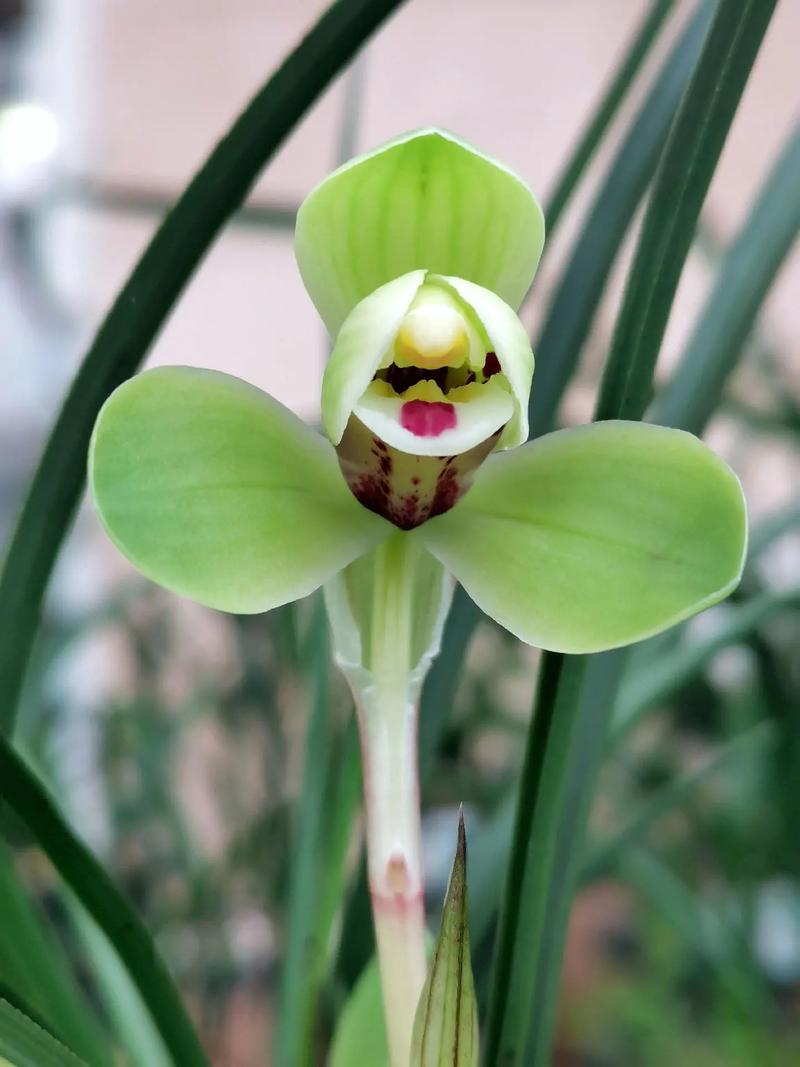 传统春兰品种有哪些?-图1 传统春兰品种有哪些?-图1