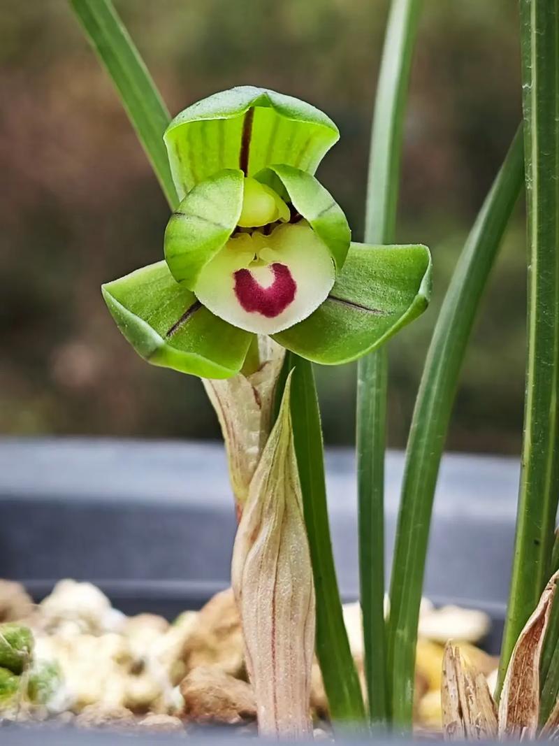 传统春兰品种有哪些?-图2 传统春兰品种有哪些?-图2