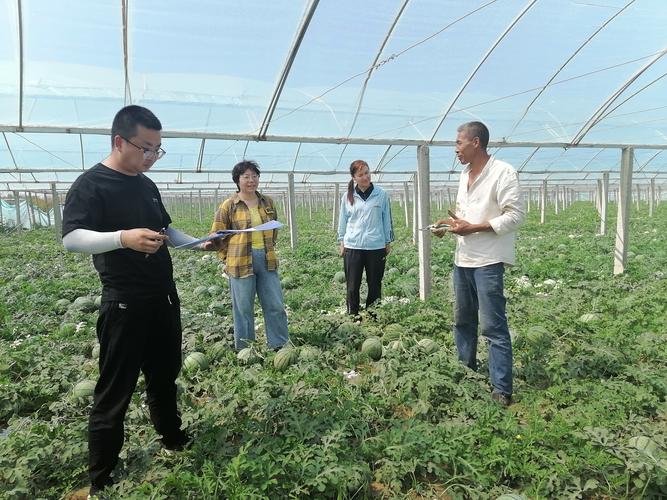 小拱棚加地膜西瓜技术如何提质增效？-图2