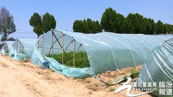 小拱棚加地膜西瓜技术如何提质增效？-图3