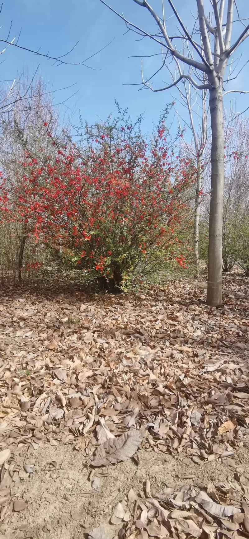 山西贴梗海棠种植技术要点有哪些?-图2 山西贴梗海棠种植技术要点有哪些?-图2