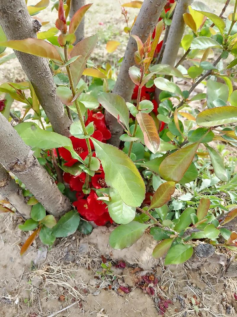 山西贴梗海棠种植技术要点有哪些?-图1 山西贴梗海棠种植技术要点有哪些?-图1