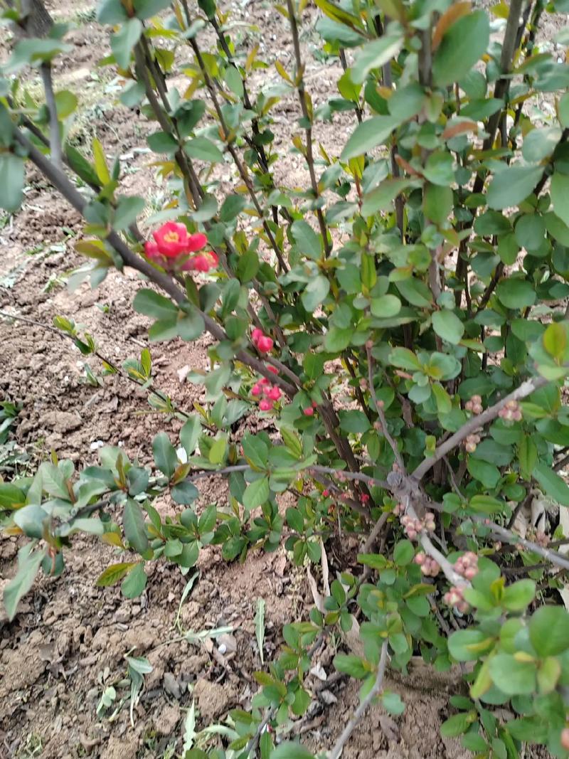 山西贴梗海棠种植技术要点有哪些?-图3 山西贴梗海棠种植技术要点有哪些?-图3