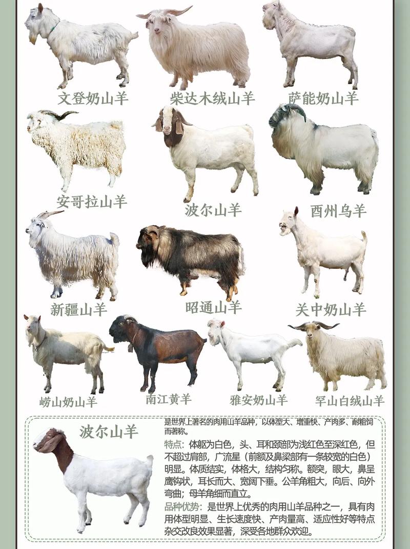 美国羊品种有哪些?图片如何识别?-图2 美国羊品种有哪些?图片如何识别?-图2