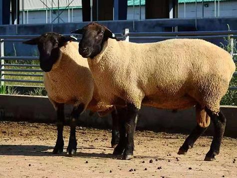 美国羊品种有哪些?图片如何识别?-图3 美国羊品种有哪些?图片如何识别?-图3