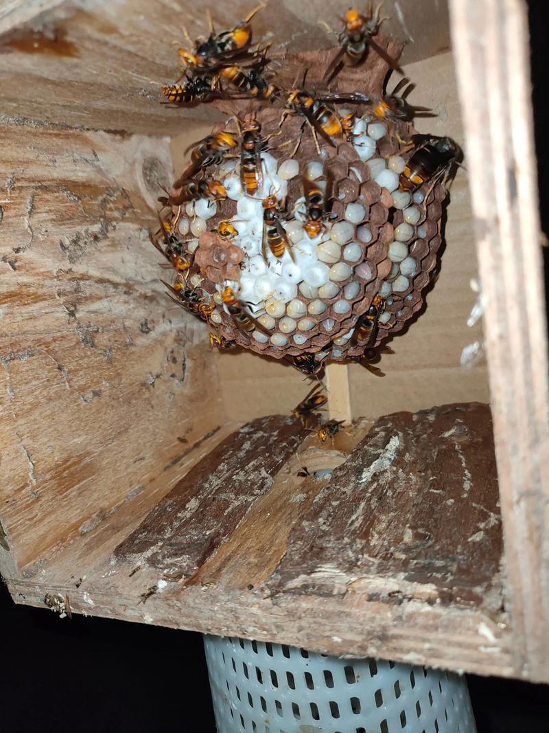 冬天胡蜂养殖技术视频有哪些要点?-图1 冬天胡蜂养殖技术视频有哪些要点?-图1