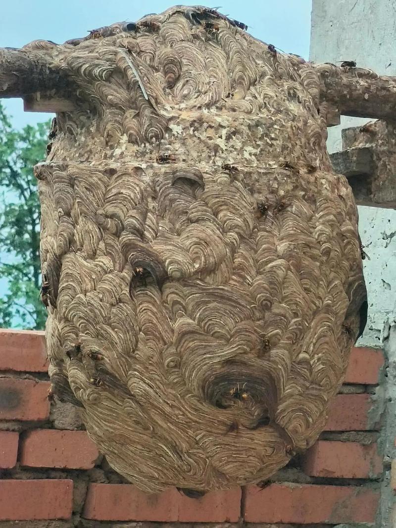 冬天胡蜂养殖技术视频有哪些要点?-图2 冬天胡蜂养殖技术视频有哪些要点?-图2