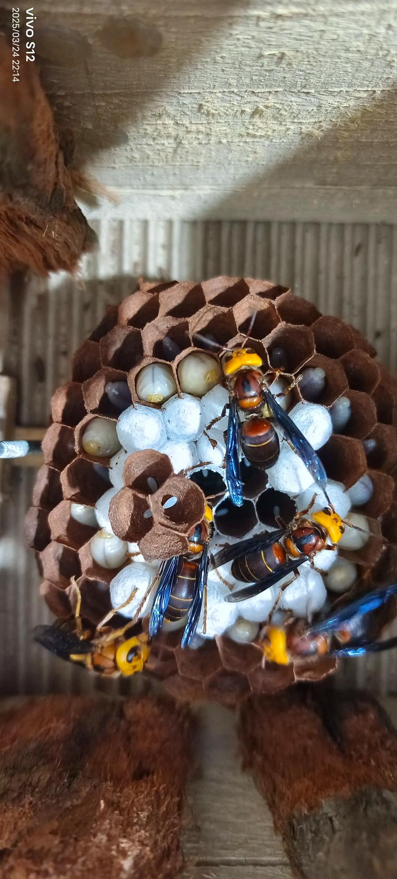 冬天胡蜂养殖技术视频有哪些要点?-图3 冬天胡蜂养殖技术视频有哪些要点?-图3